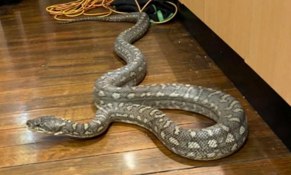 Μη σου τύχει: Τον δάγκωσε πύθωνας που βγήκε από την λεκάνη της τουαλέτας